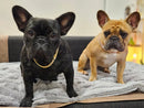 Collar de lujo para perro con cadena cubana, chapado en oro